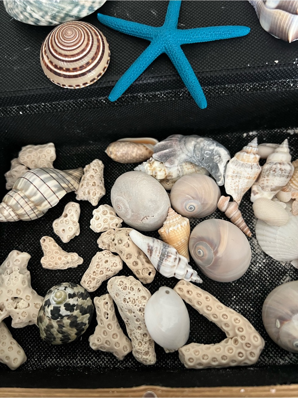 Shell Collection with Shell Box - Picture 2 of 8